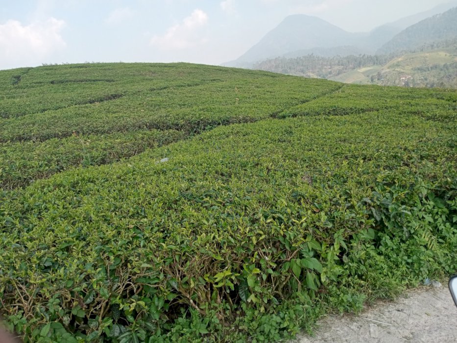 Di Jual Kebun TEH PINGGIR JL TRUK PEREWIS Sindangkerta Bandung Barat