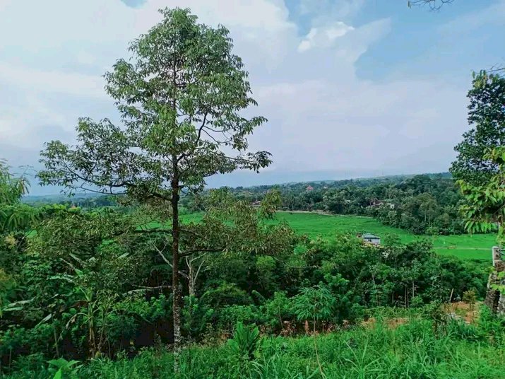 Jual tanah bonus pohon durian
