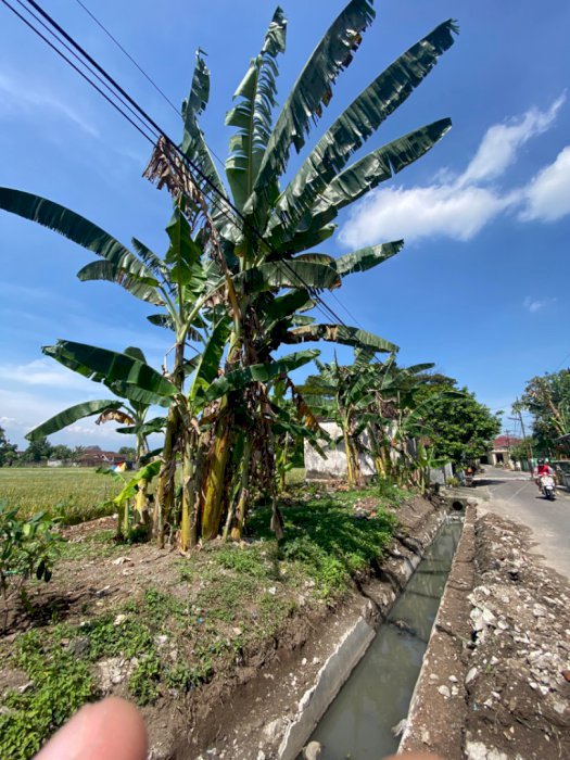 TANAH SHM 7 x 12m /1 kavling, 2.700/m
