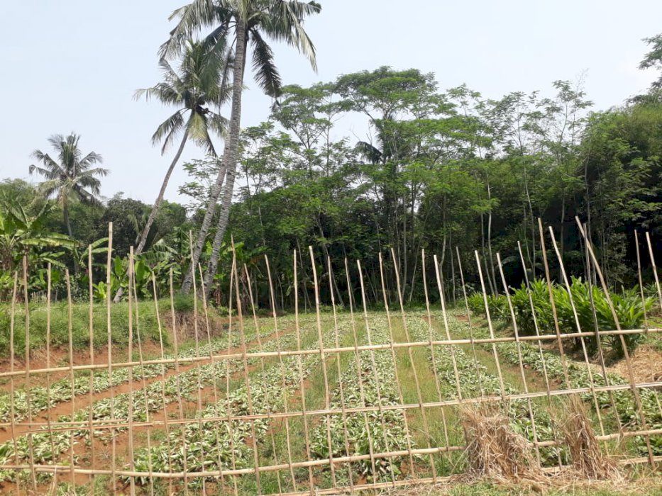 Jual tanah kebun samping jalan kampung kobil masuk