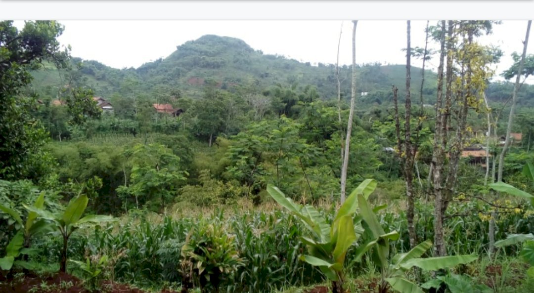 LAHAN PERTANIAN,LAHAN PEMBUATAN RUMAH HUNI(Villa)