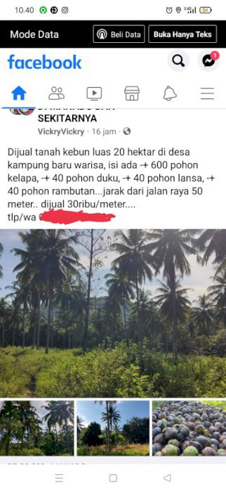 Jual Tanah kelapa, dan buah2 han