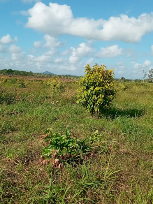 Jual Tanah Murah Kebun Musangking di Bangka Selatan, Bangka Belitung