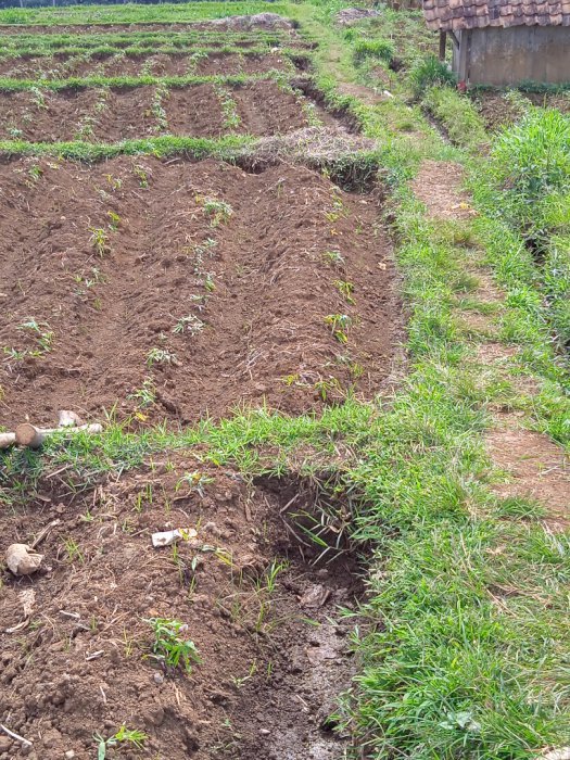 Jual tanah sawah dengan luas 3000m (3hektar)