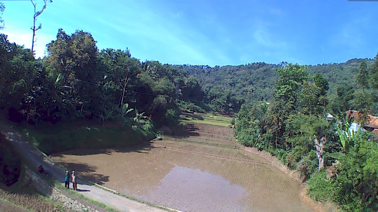 Jual tanah sawah luas 6300m2 pinggir jalan desa