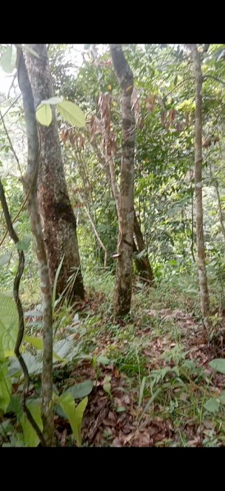 Di jual kebun karet dengan luas 10.000 m2