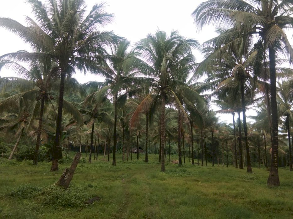 Jual Tanah Produktif (investasi jangka panjang)