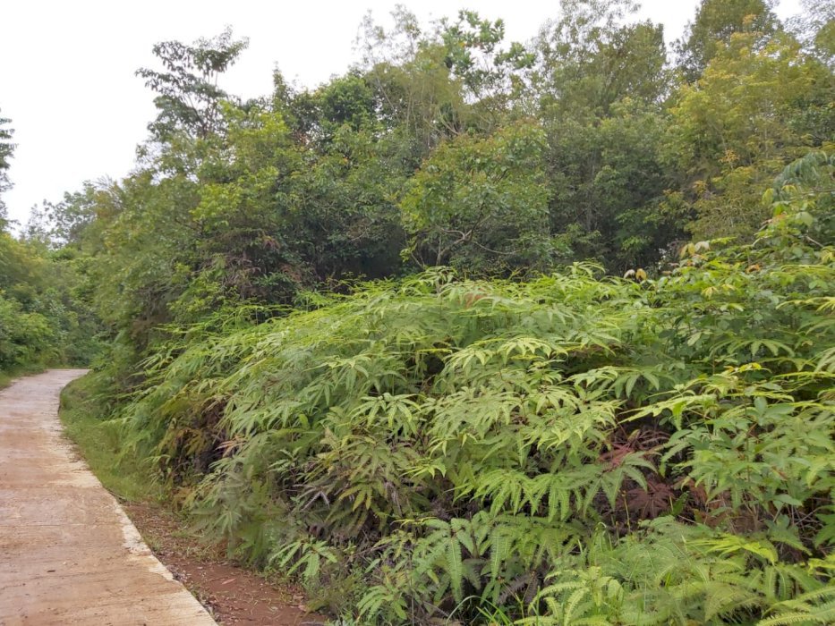TANAH MURAH DI DUPAYANG (SOLOK)