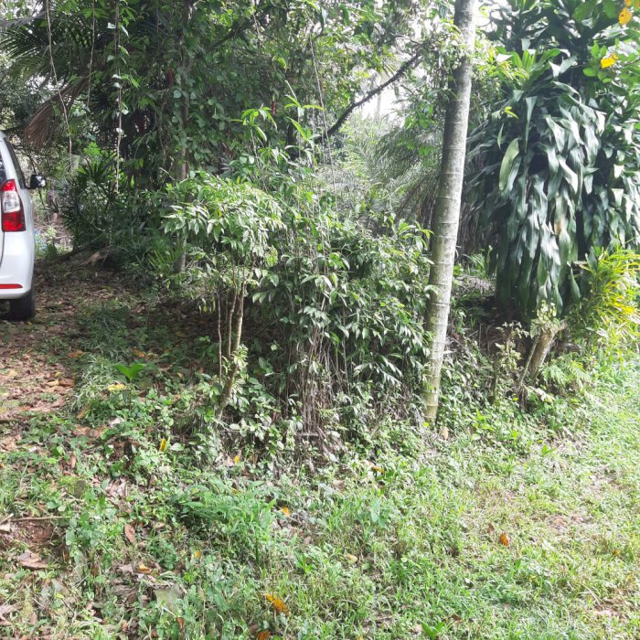 JUAL TANAH + RUMAH + Tanaman Buah dll