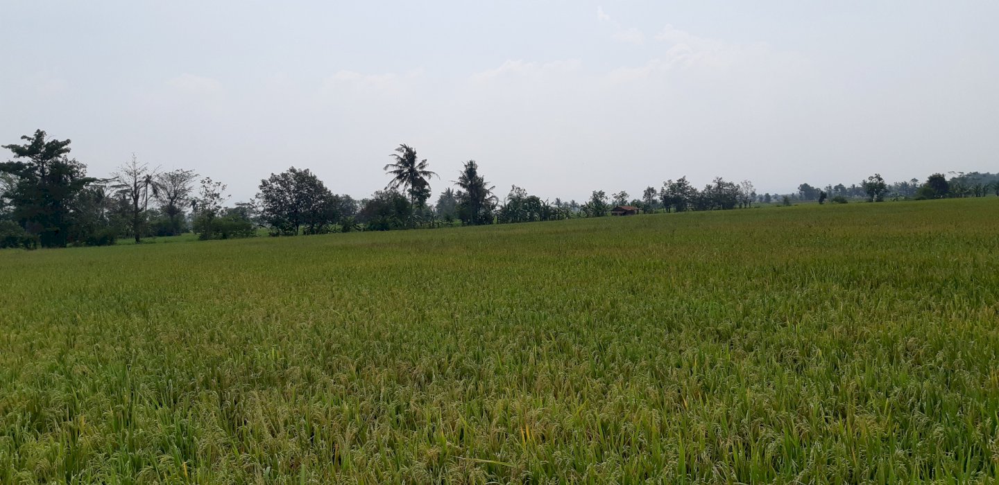 JUAL CEPAT BU, SAWAH 1 HA, DS KARANGWANGI,CIPEUYEUM,CIRANJANG,CIANJUR