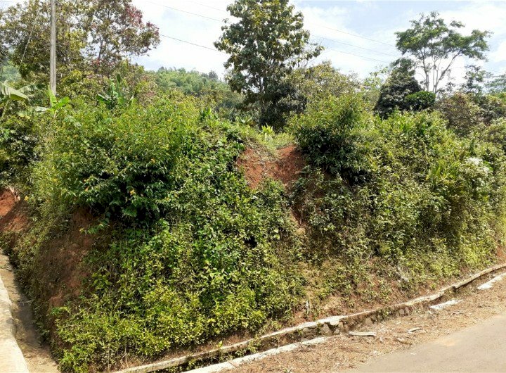 Jual tanah kebun luas 628 M2