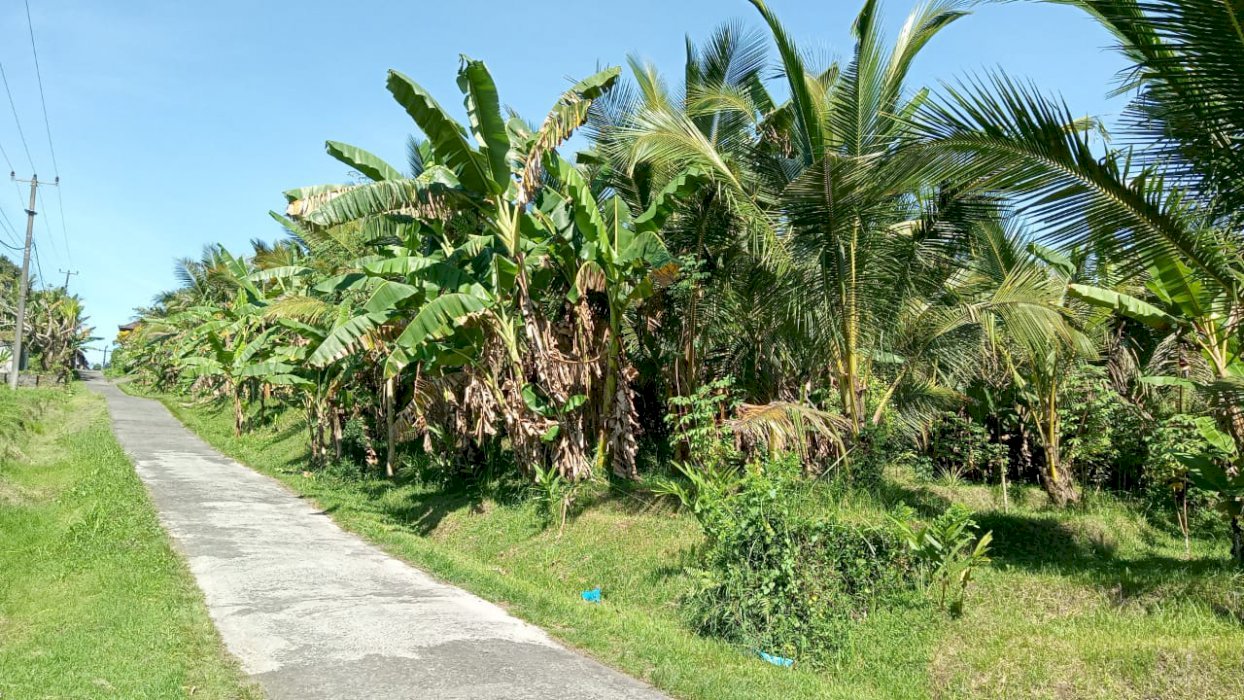 Jual tanahnya kebun