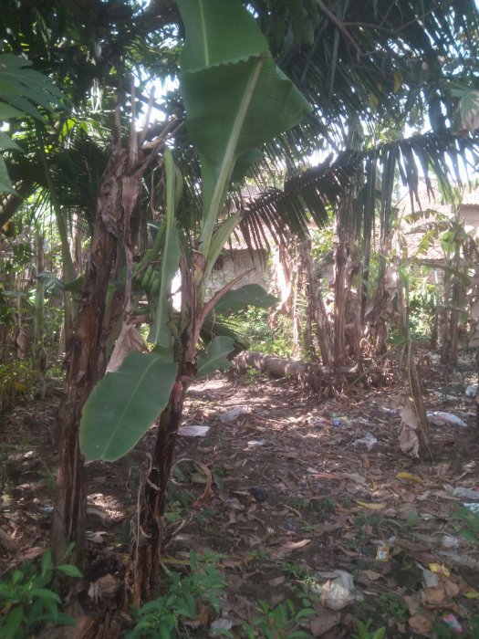 Jual tanah produktif