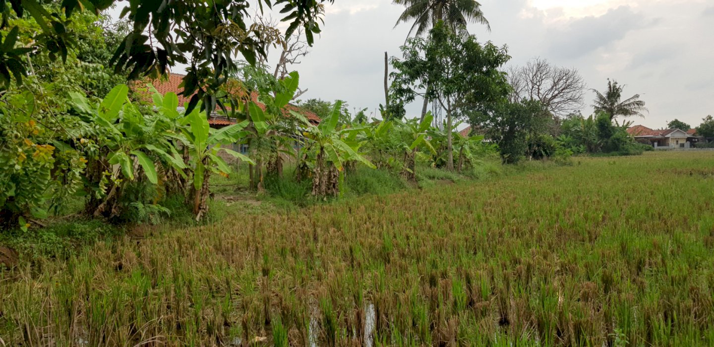 Di jual tanah darat bonus bangunan rumah