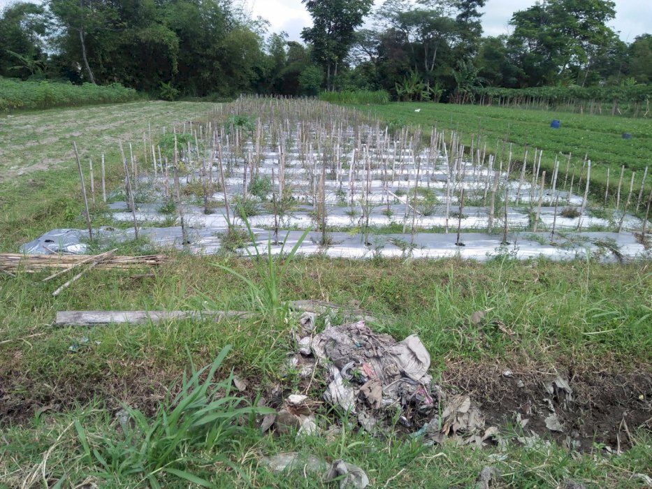 Sawah SHM s,L 606m, ld 9m ,berbah