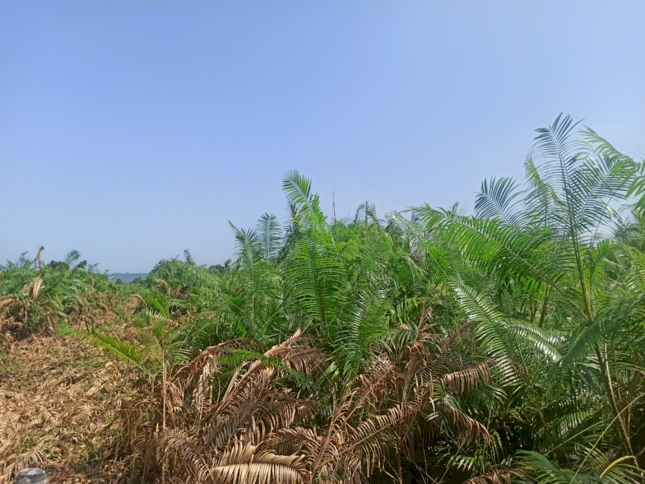 Dijual Tanah/Lahan Kosong untuk Perkebunan Kelapa Sawit