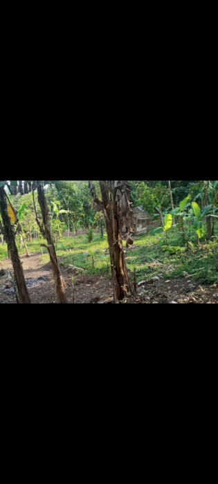 Tanah kebun cocok untuk investasi masa depan