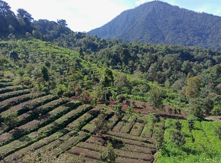 Di jual tanah kebun (Butuh Uang)