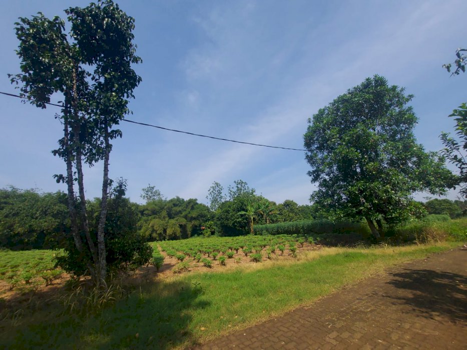 Dijual Tanah Kawasan Rumah Kebun Parung Hijau 2 Tajur Halang Lahan 3
