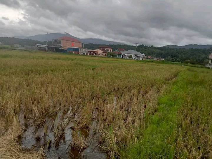 jual tanah sawah pinggir jalan