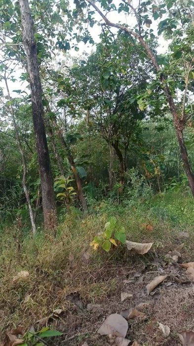 Tanah kebun jati 1400pohon