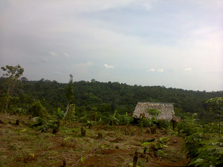 Jual Tanah Kebun Zona Kuning