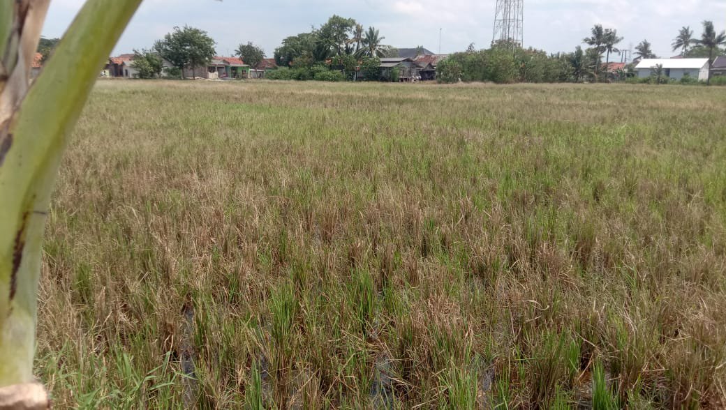 SAWAH PRODUKTIF 180mÂ²