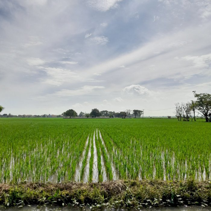 Tanah sawah produktif dekat jalan raya utama