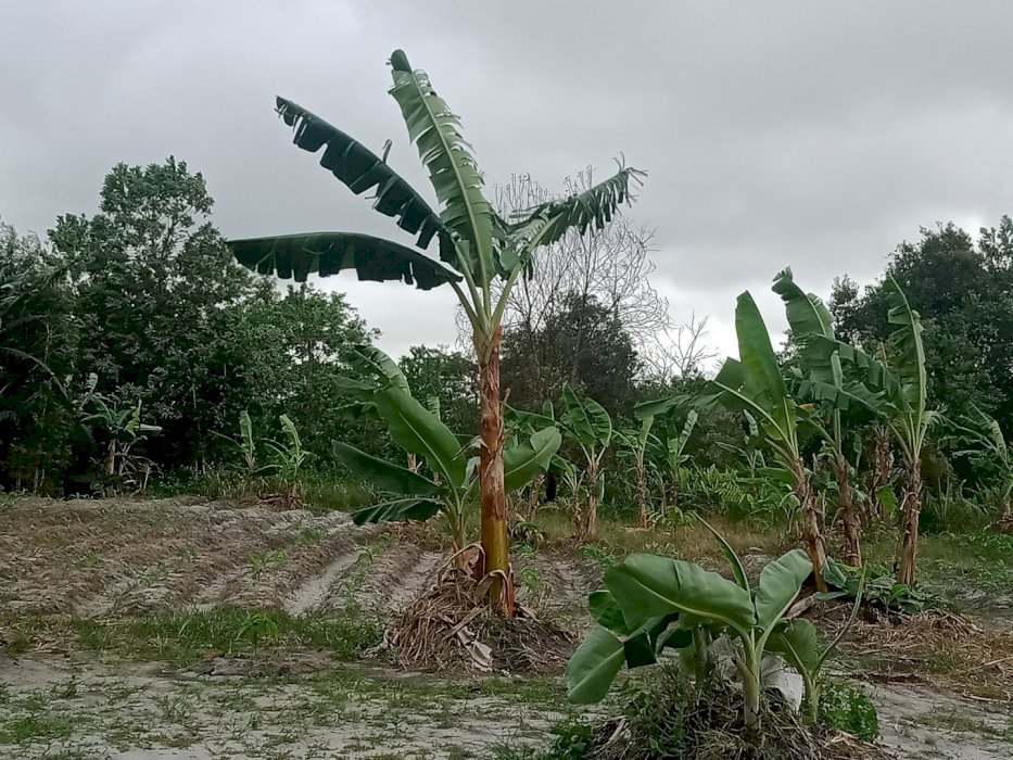 Kebun alpukat dan pisang barangan