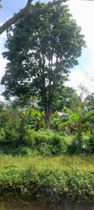 Jual tanah luas4100m2 cocok buat  alpukan durian cengkehdan pepaya