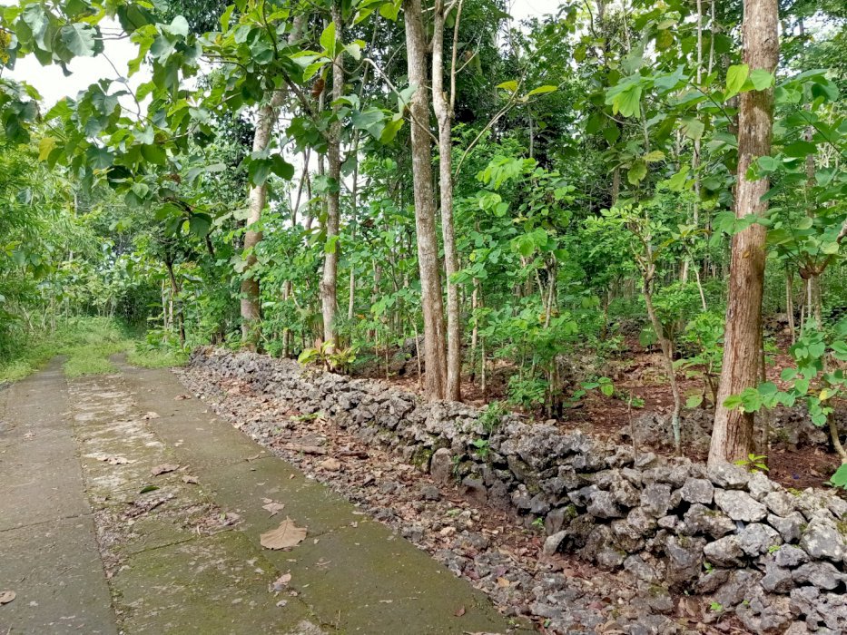 JUAL TANAH TEGALAN TERMASUK TANAMAN KAYU JATI DI DALAMNYA