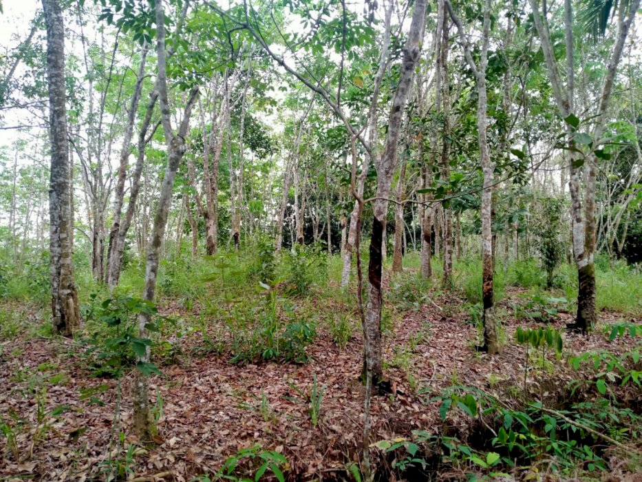 Dijual lahan 20790 m2 + karet siap panen , Pekanbaru, Riau