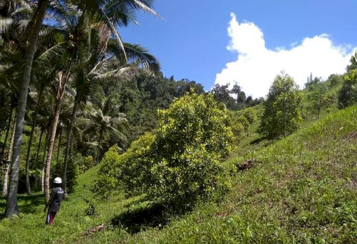 Jual lahan perkebunan kelapa L.3Hektar Sertifikat
