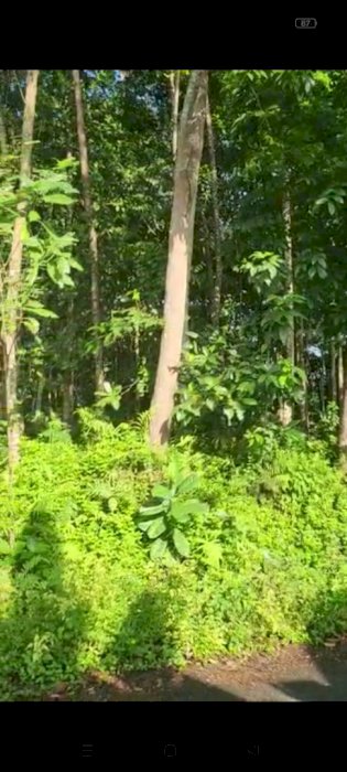 Tanah di jual daerah bojong ciamis