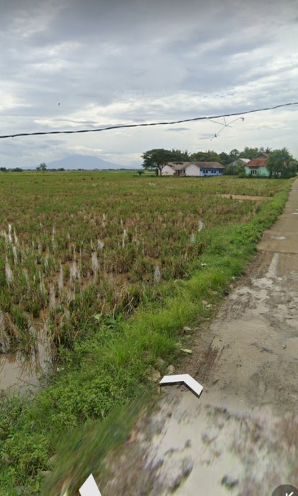 Jual tanah sawah luas 20ha