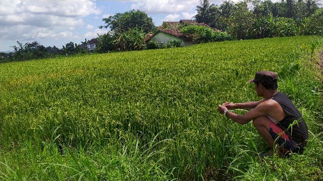dijual tanah bersertifikat