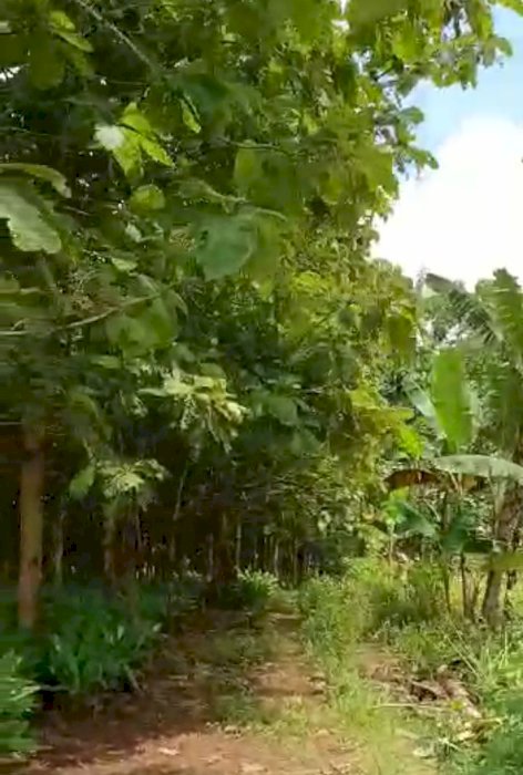 Tanah kebun jati sangat luas area Ds. ngrambe kab. Ngawi