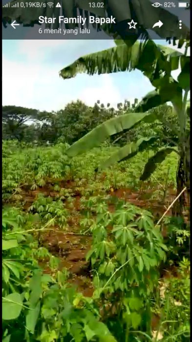 Jual Tanah kebun area ds jogorogo kab ngawi