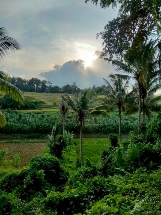Di jua tanah di desa punggul abiansemal badung