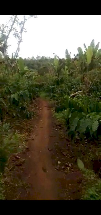 Kebun Kopi dan Durian dijual !!