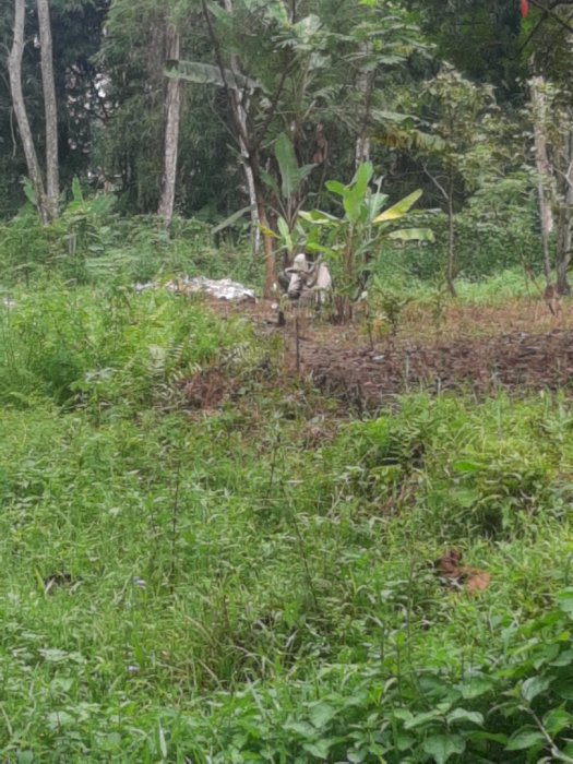 Dijual Tanah = 1.700 M2 @ RP 30 JT/M2 Jl Baru - Soleh Iskandardinata