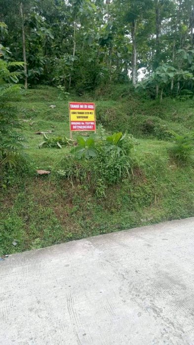 JUAL TANAH BESERTA TANAMAN KAYU JATI