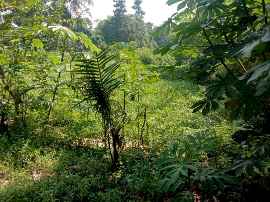 Dijual Tanah Jalan Tegar Beriman, Cibinong