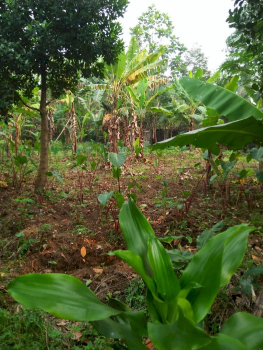 DI JUAL TANAH SENTUL CITY