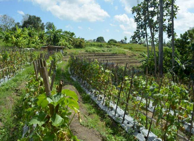 Dijual tanah view sawah jalur hijau