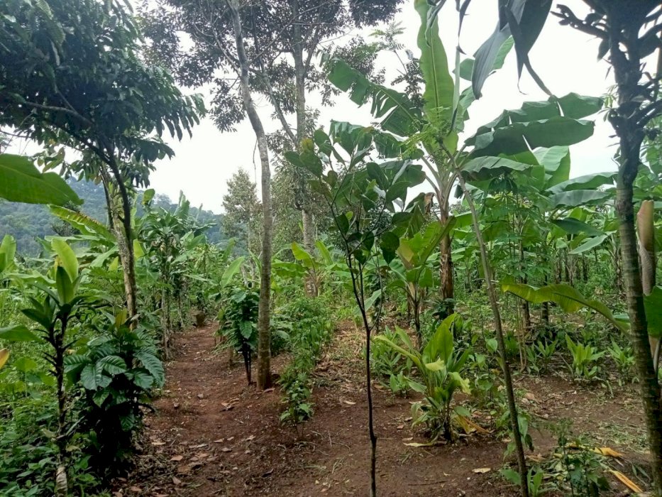 Tanah dg harga yg sanga murah dan view yg sangat bagus