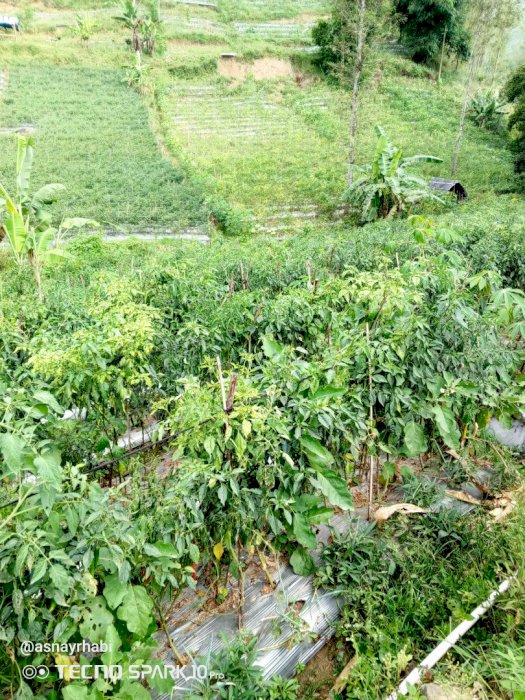 Di jual cepat tanah perkebunan produktif bukit