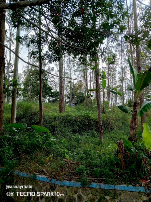 Jual tanah perkebunan pinggir jalan