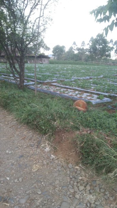 D jual tanah luas 800 tumbak