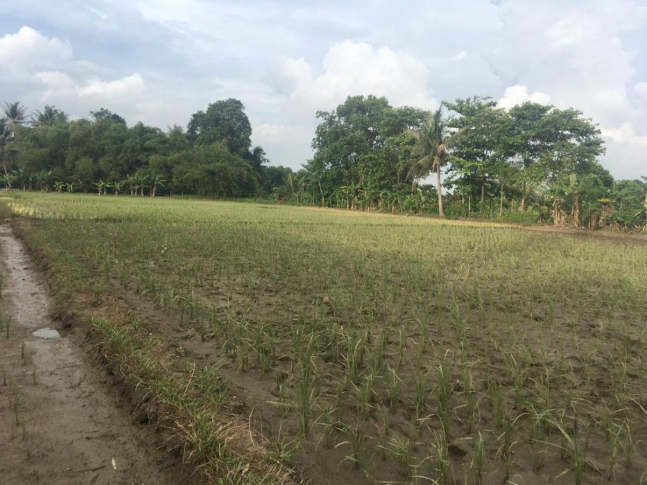 Tanah/Sawah Produktif dan Strategis Murah (Jual Cepat)